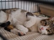 Crida urgent per trobar la família d’una gata trobada al centre de Granollers