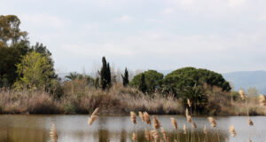 L’ACA completa la restauració de la maresma de les Filipines-Remolar per millorar la qualitat de l’aigua