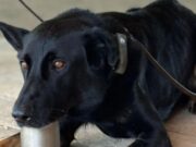 Polèmica a Granollers: desactiven la Unitat Canina de la Policia Local