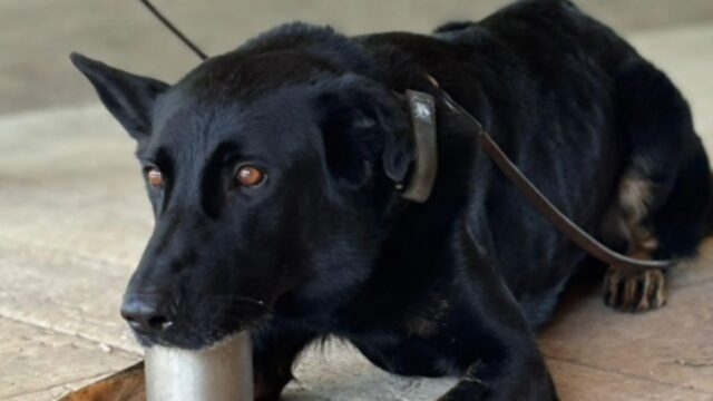 Un dels gossos de la Unitat Canina de la Policia Local de Granollers CEDIDA