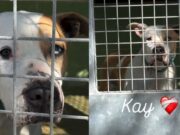 VÍDEO | 11 anys tancat en una gàbia: el crit desesperat per salvar en Kay abans que sigui massa tard