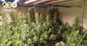 Intervenen 554 plantes de marihuana en un cultiu d’interior d’un habitatge de Sant Llorenç Savall