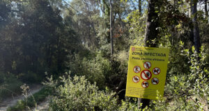 Els Mossos d’Esquadra demanen extremar la prudència al bosc durant la Setmana Santa per contenir la PPA