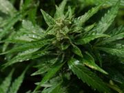 Escàndol a tocar de Granollers: descobreixen que un jubilat cultiva marihuana en un soterrani