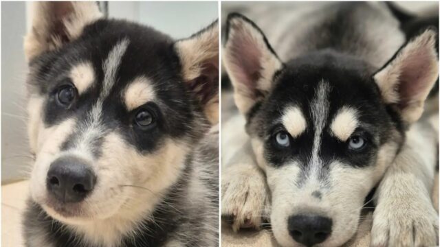 Camada de 4 germans en adopció a Granollers