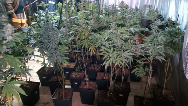 Els Mossos desmantellen una plantació de marihuana en una casa de Santa Eulàlia de Ronçana